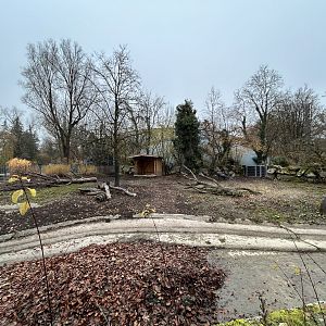 Visayan Warty Pig Exhibit