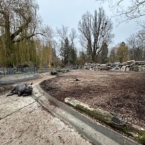 Indian Rhino Exhibit #1