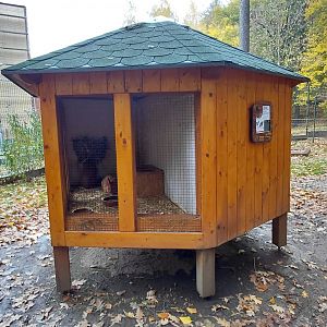 Domestic rabbit exhibit