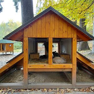 Domestic rabbit exhibit