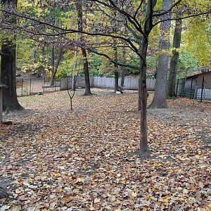 Domestic sheep + alpaca exhibit