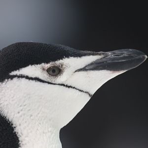 Chinstrap penguin,SeaWorld Abu Dhabi