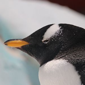 Gentoo penguin, SeaWorld Abu Dhabi