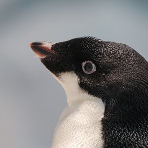 Adélie penguin, SeaWorld Abu Dhabi