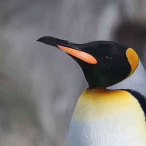 King penguin, SeaWorld Abu Dhabi