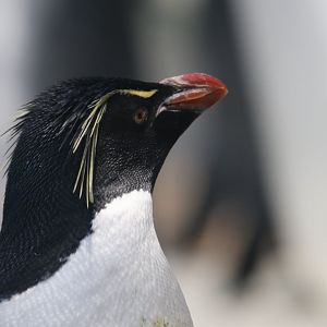 Rockhopper penguin, SeaWorld Abu Dhabi