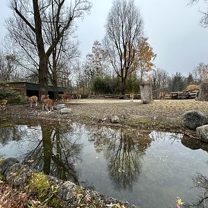 Javan Banteng Exhibit