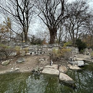 Humboldt Penguin Exhibit