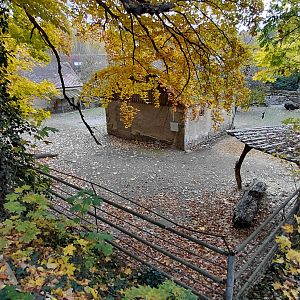 Alpaca + greater rhea exhibit