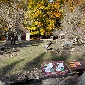 Alpaca + greater rhea exhibit
