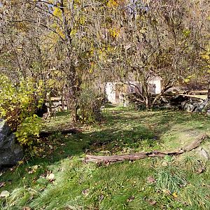 Southern screamer exhibit