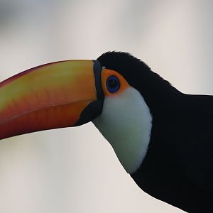 Toco toucan, The green planet Dubai