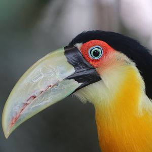 Red-breasted toucan, SeaWorld Abu Dhabi