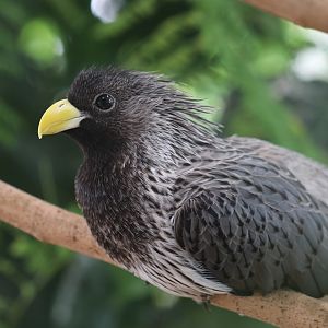 Western plantain-eater, SeaWorld Abu Dhabi