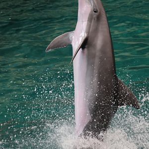 Bottlenose dolphin, SeaWorld Abu Dhabi