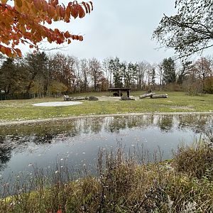 Wood Bison Exhibit
