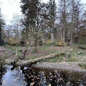 Eurasian Wolf Exhibit