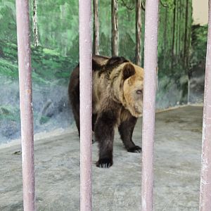 Bear cage, The Zoo Wild Life Park Umm Al Quwain