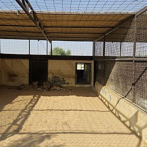 African lions, The Zoo Wild Life Park Umm Al Quwain