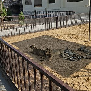Big cat cubs, The Zoo Wild Life Park Umm Al Quwain