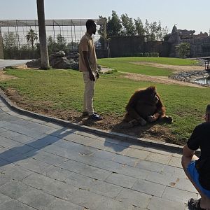 Orang, The Zoo Wild Life Park Umm Al Quwain