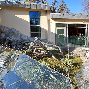Ring-tailed lemur outdoor exhibit #1