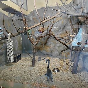 Ring-tailed lemur indoor exhibit #1