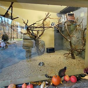 Ring-tailed lemur indoor exhibit #2