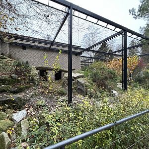 Eurasian Lynx Exhibit