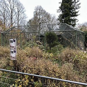 Pallas’ Cat Exhibit