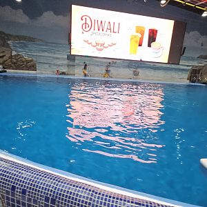 Dubai dolphinarium