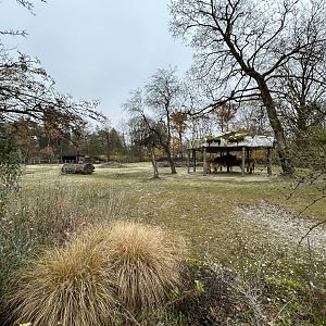 Przewalski’s Horse Exhibit