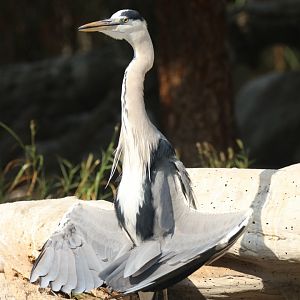 Blue heron, Khor Kalba Mangroove Centre