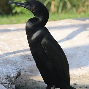 Socotra cormorant, Khor Kalba Mangroove Centre