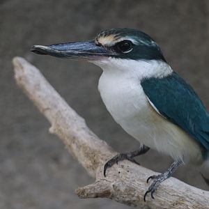 Arabian collared kingfisher, Khor Kalba Mangroove Centre
