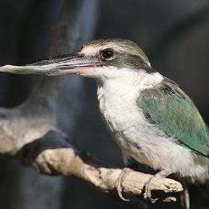 Arabian collared kingfisher, Khor Kalba Mangroove Centre