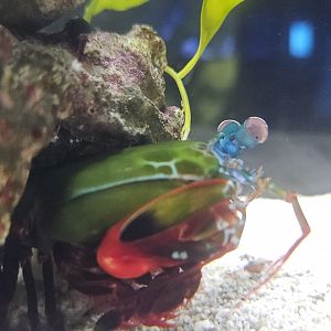 Mantis shrimp, The National Aquarium Abu Dhabi