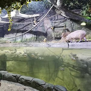 The National Aquarium Abu Dhabi