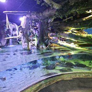 The National Aquarium Abu Dhabi