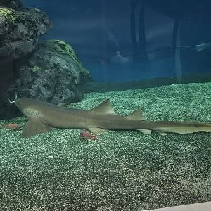 Atlantic Nurse Shark