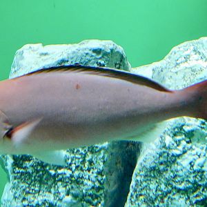 Creole-Fish (Paranthias furcifer) November 8, 2025