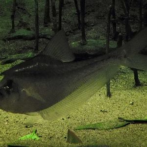 Nurseryfish (Kurtus gulliveri) November 8, 2025