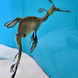 Leafy Sea Dragon (Phycodurus eques) November 8, 2025