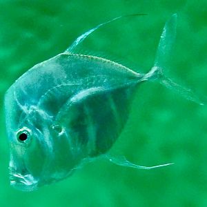 Lookdown (Selene vomer) November 8, 2025