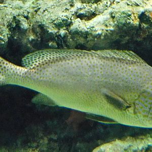 Painted Sweetlips (Diagramma pictum) November 8, 2025