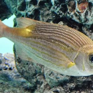 Goldspot Seabream (Gnathodentex aureolineatus) November 8, 2025