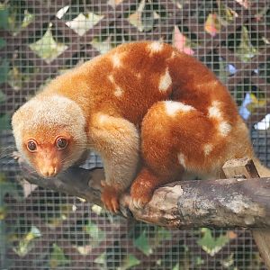 Short-tailed spotted cuscus