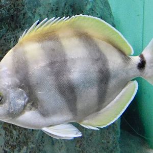 Moonlighter (Tilodon sexfasciatus) November 8, 2025