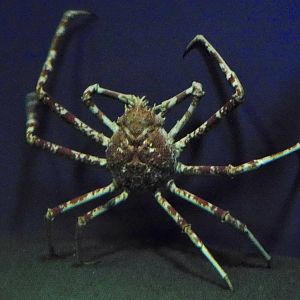 Japanese Spider Crab (Macrocheira kaempferi) November 8, 2025