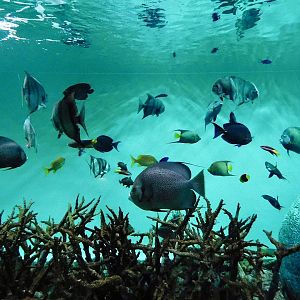 Caribbean Sea Tank November 8, 2025